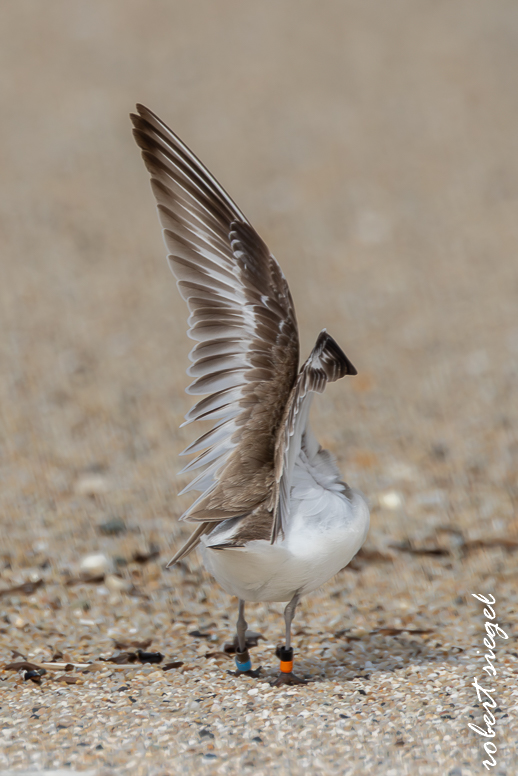 Snowy plover